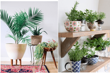 Green Space in your flat 