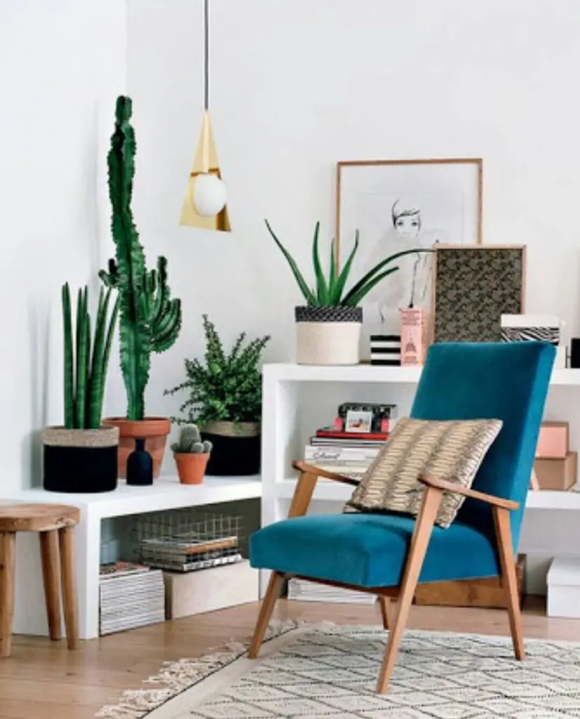 decorating house with cactus and aloe vera