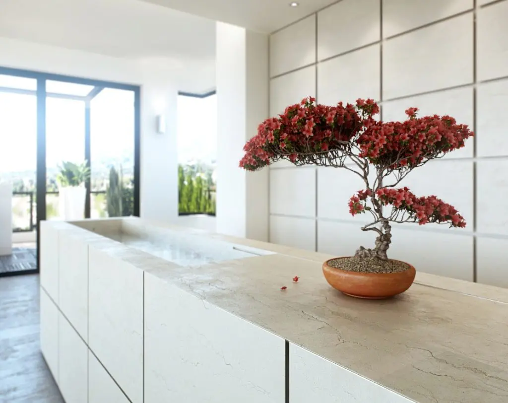 Bonsai plants for creating Zen Styled Interiors-1