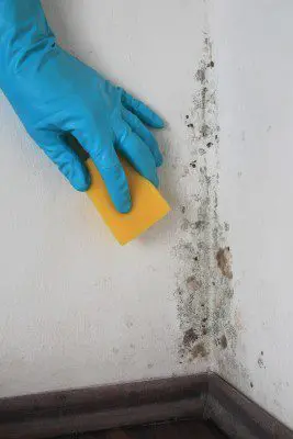 Checking for Signs of Dampness before painting