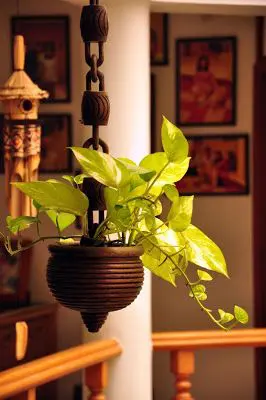 Greenery used inside Houses