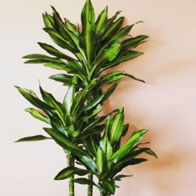 Dracaena reflexa in a pot