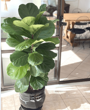 Fiddle Fig Leaf Plant in a Pot