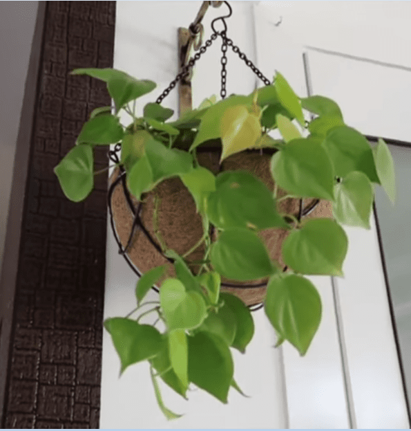 Phillondendron Plant in a pot-1