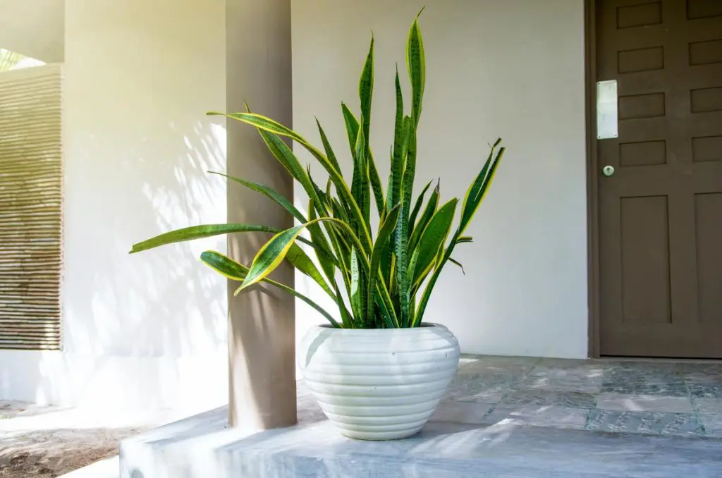 Indoor Snake Plant