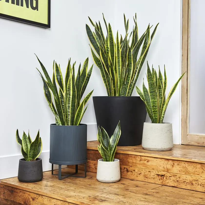 Snake Plant in a Plot-2