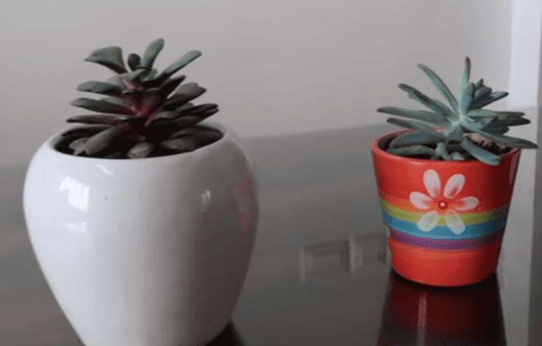 Succulents Indoor Plants
