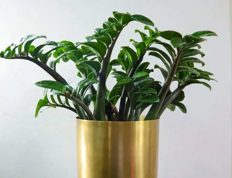 ZZ plant Indoor