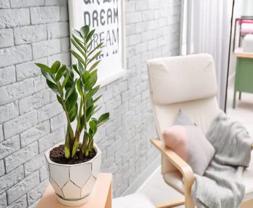ZZ plant Indoor-2