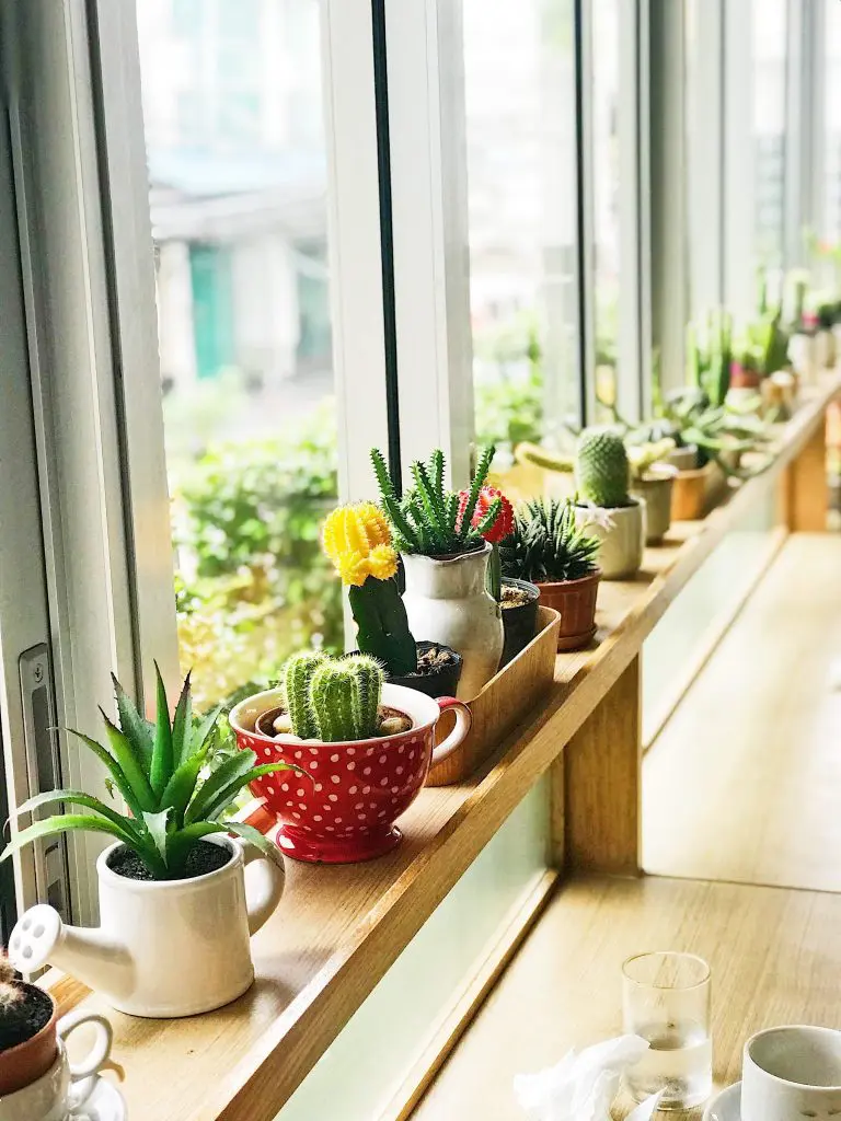 green plantation inside the homes