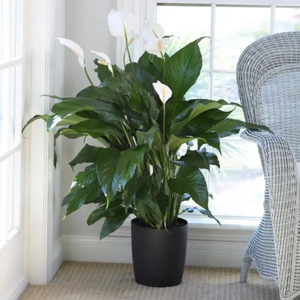 Indoor Peace Lilly Plant