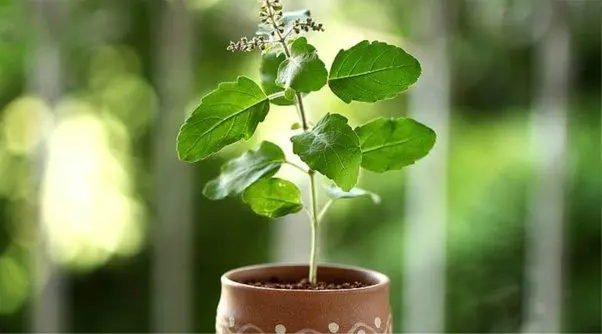 tulsi Indian Basil