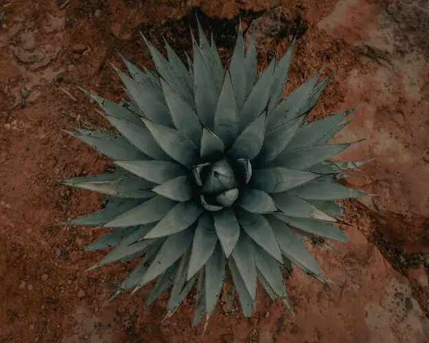 Agave Succulent Plant