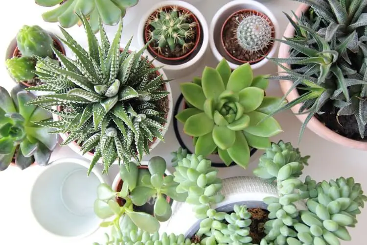 All types of succulents potted on a desk