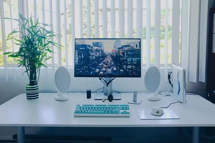 Bamboo Succulent plant on Office desk