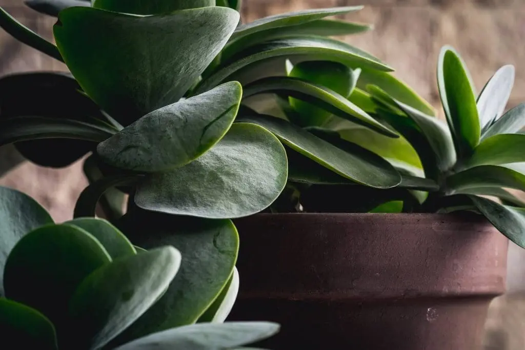 Dracena succulent plan