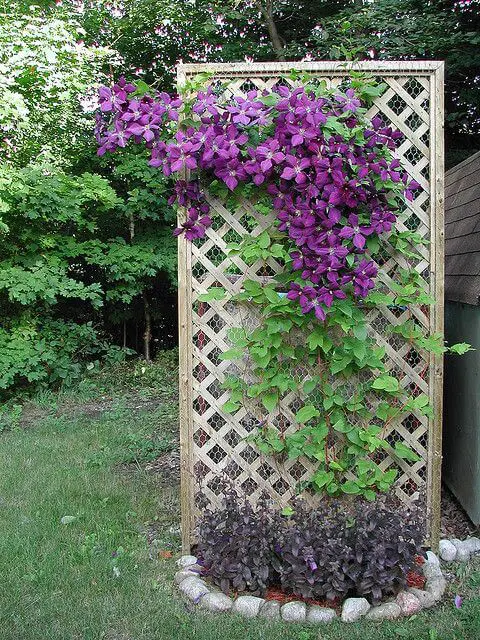 Lattice