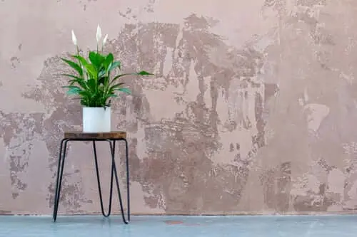 Peace Lily or Spathiphyllum Succulent Plant