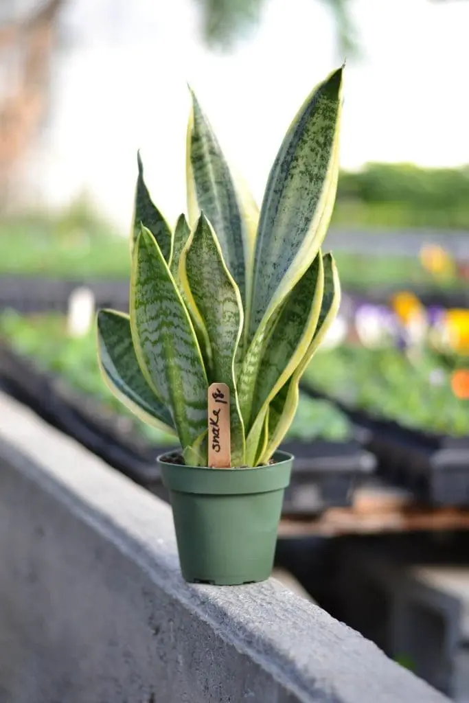Sansevieria or Snake Succulent Plants