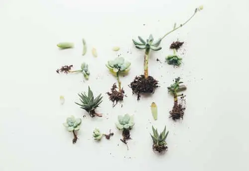 Succulents plants placed on a table