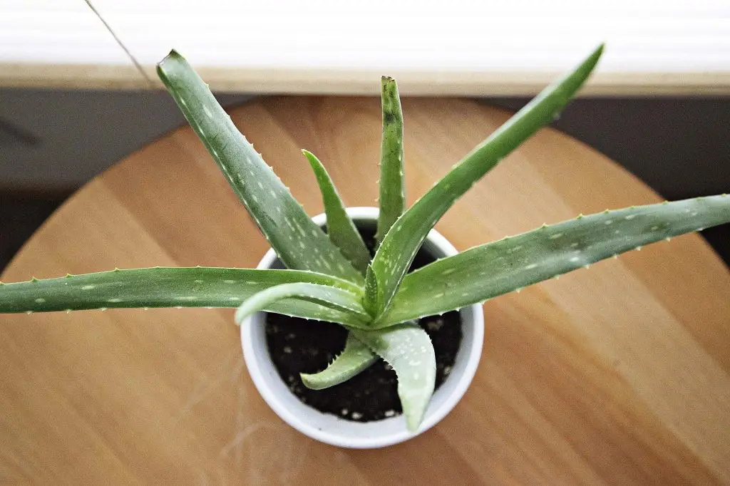 aloe-vera-succulent-plant