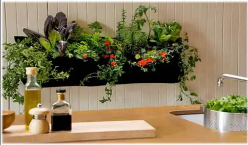 A small garden grown inside a island shaped kitchen