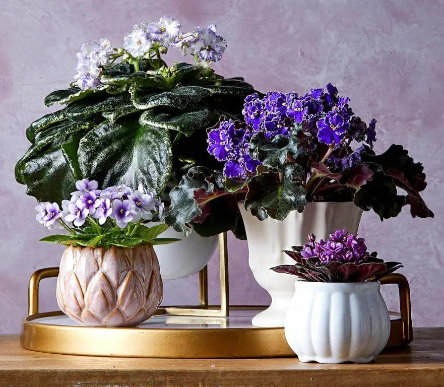 Planters on work desk to motivate