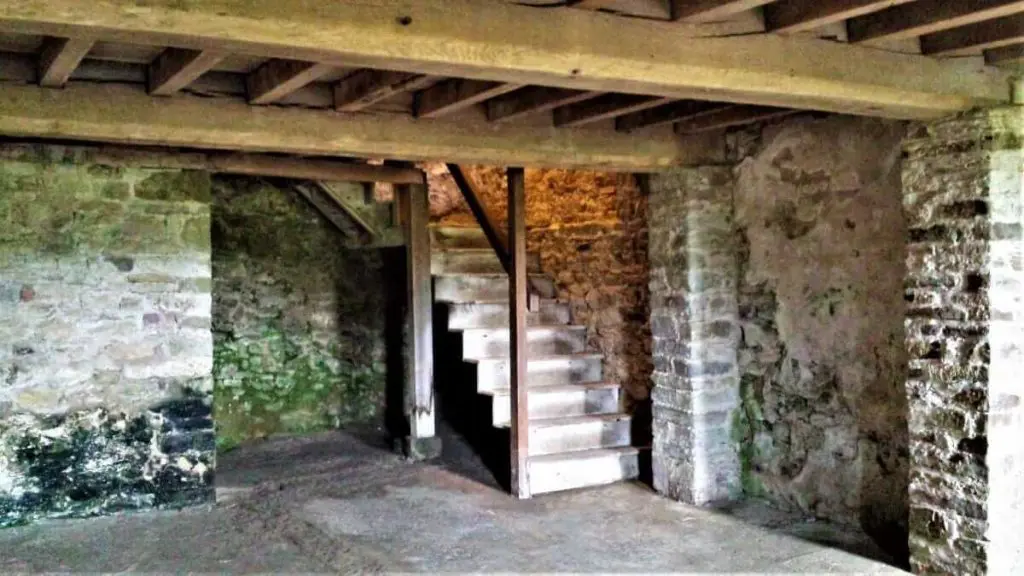 Molds and algae formed on the basement of walls