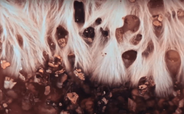 Mushroom mass placed inside the container with substrate mixture
