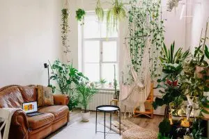 decoration with climbing trees