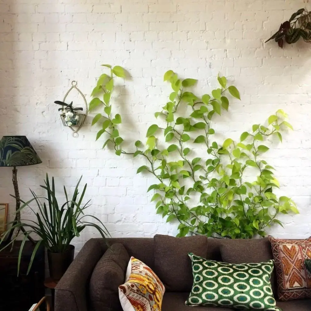 climbing plant decoration on light coloured wall