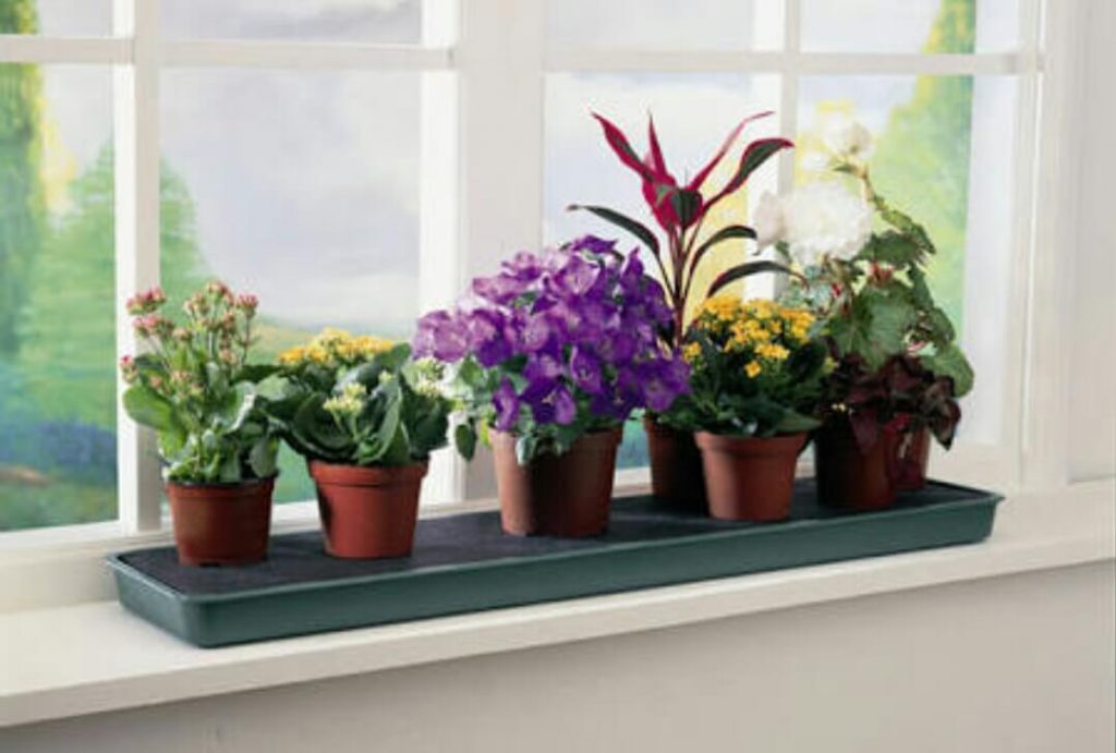 Decorate homes with flowery indoor plants