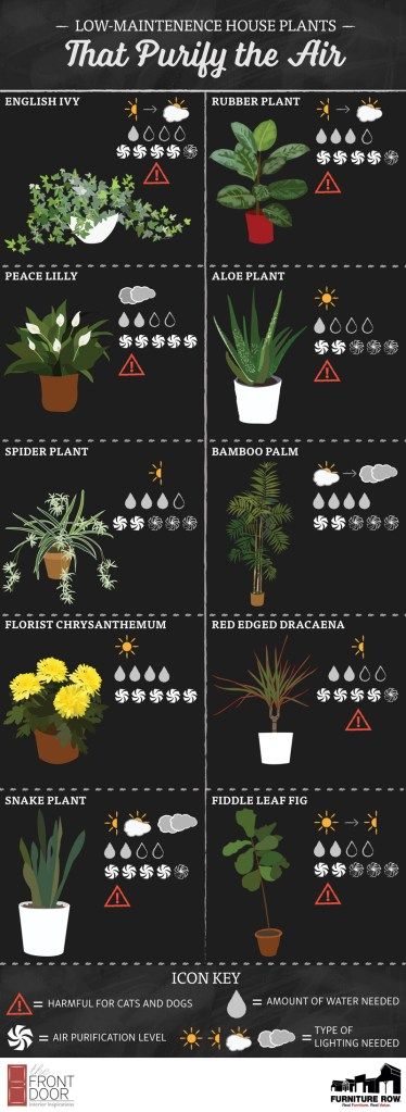 Indoor Plants to Purify Air