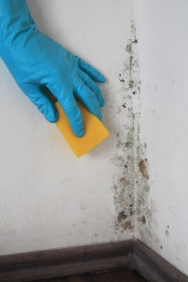 Checking for Signs of Dampness before painting