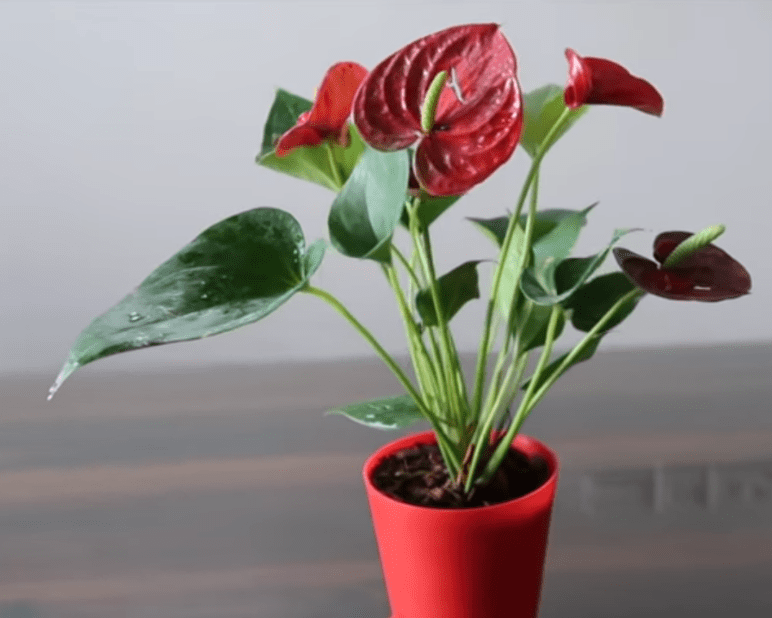 Anthurium Plant in a Pot