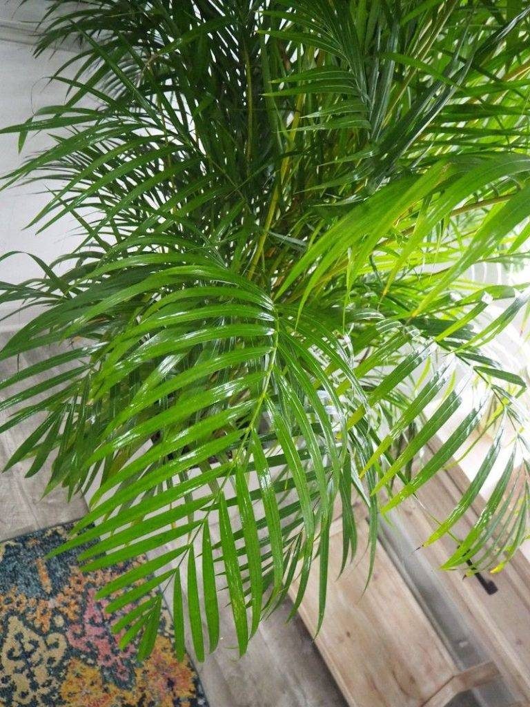Areca Palm in a Pot-2