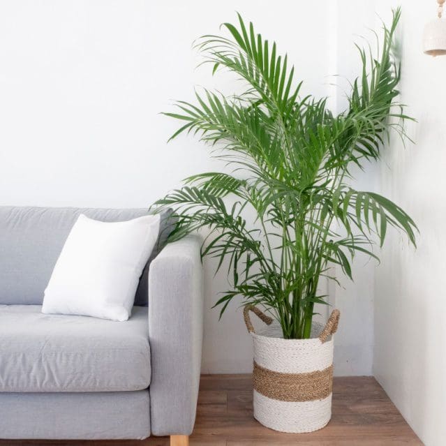 Areca Palm in a Pot-1