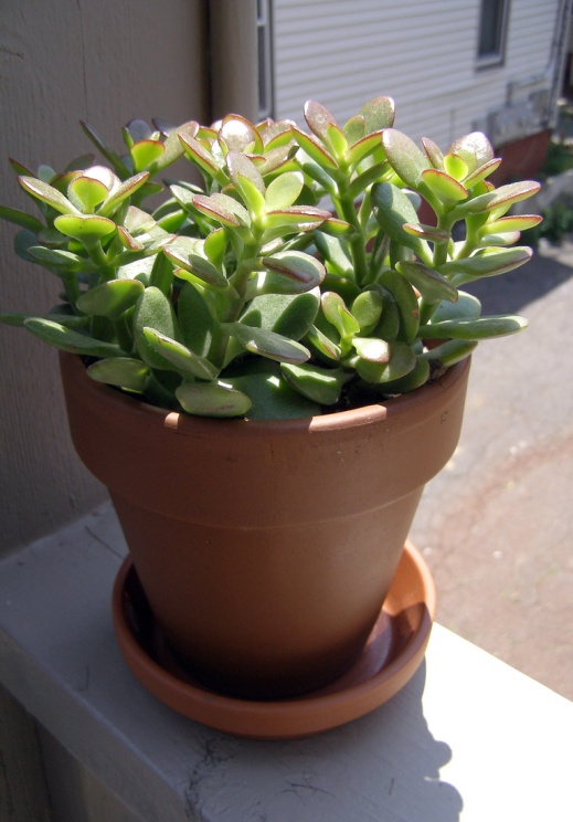 Jade Plant in a Pot-2