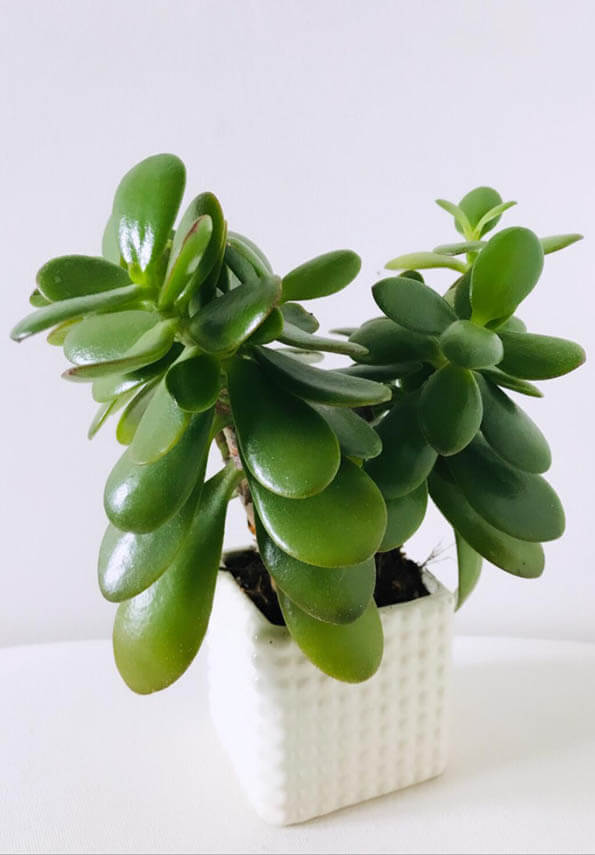 Jade Plant in a Pot