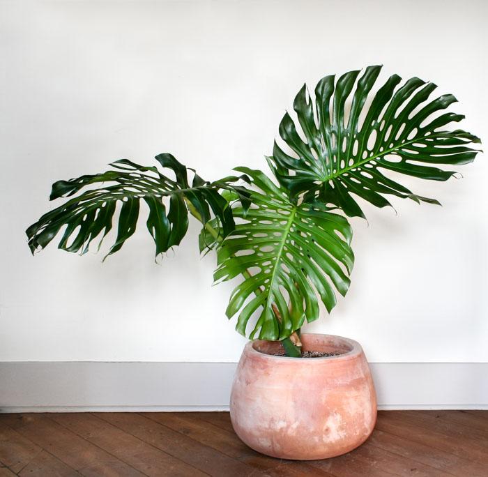 Monstera Plant in a Pot-1