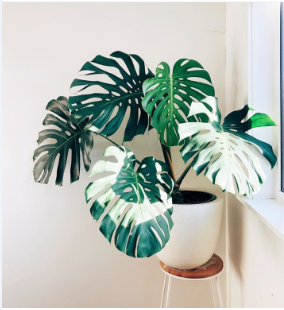 Monstera Plant in a Pot-2