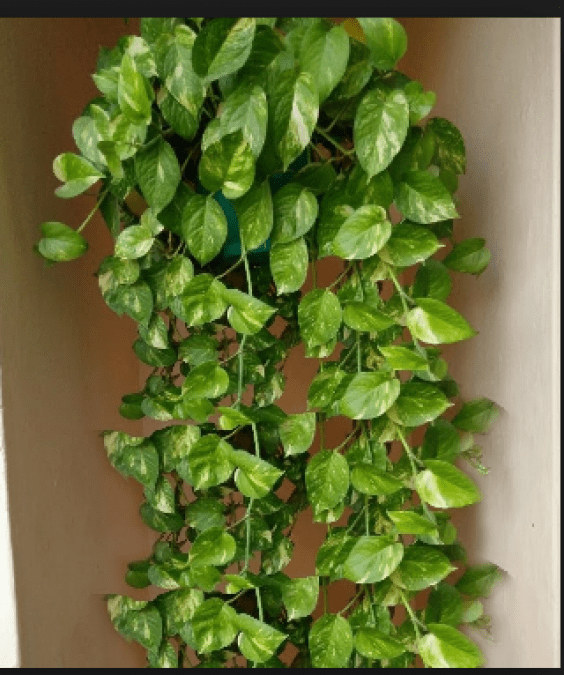 Pothos or Money Plant-1