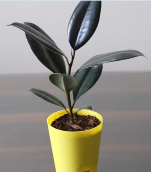 Rubber Plant in a Pot-1