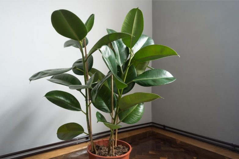 Rubber Plant in a Pot-2