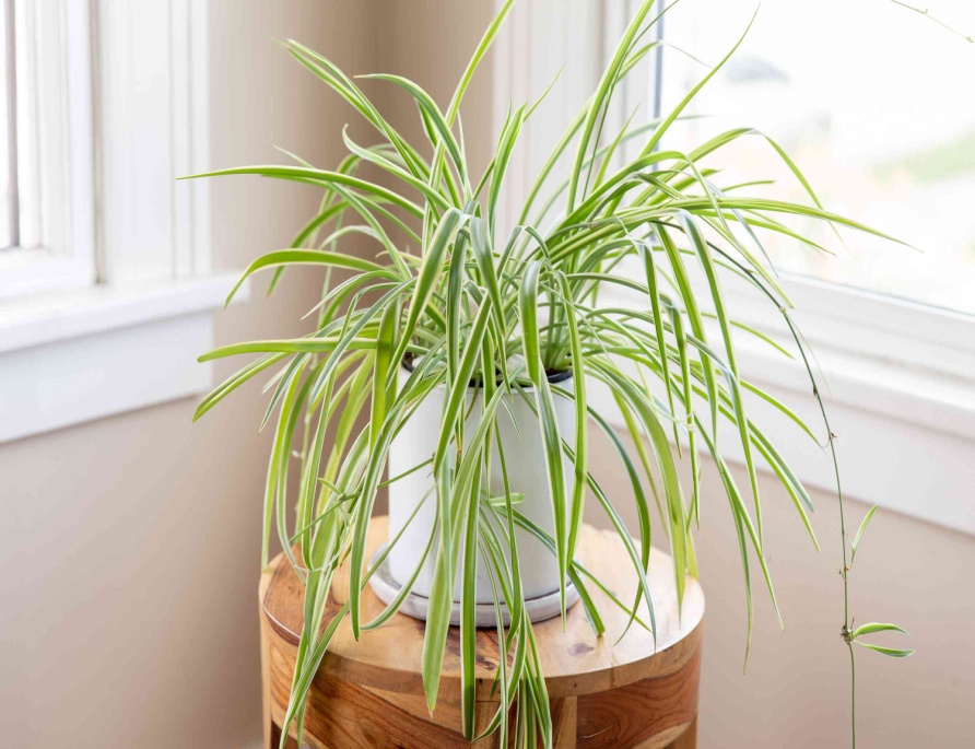 Spider Plant in a pot