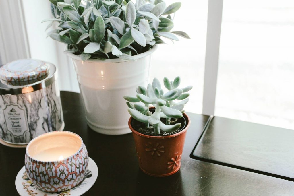 Succulents placed in pots on an office desk