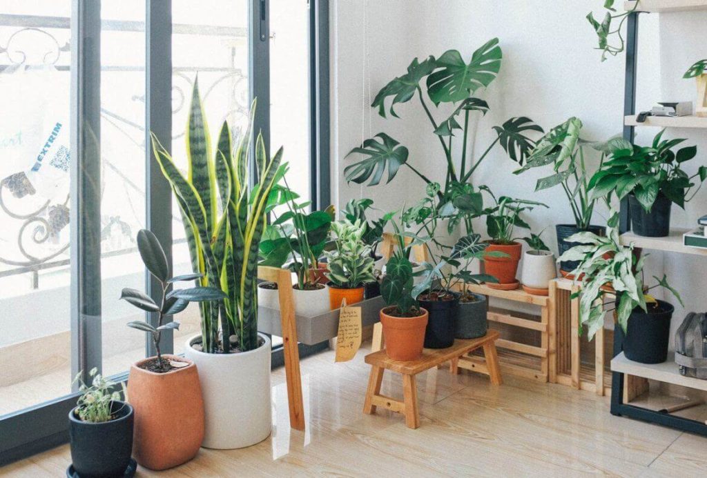 Maintaining Indoor Plants to cool the rooms