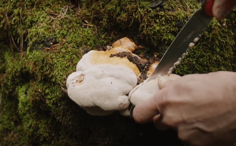 Cutting mushroom sample for mucelium bricks
