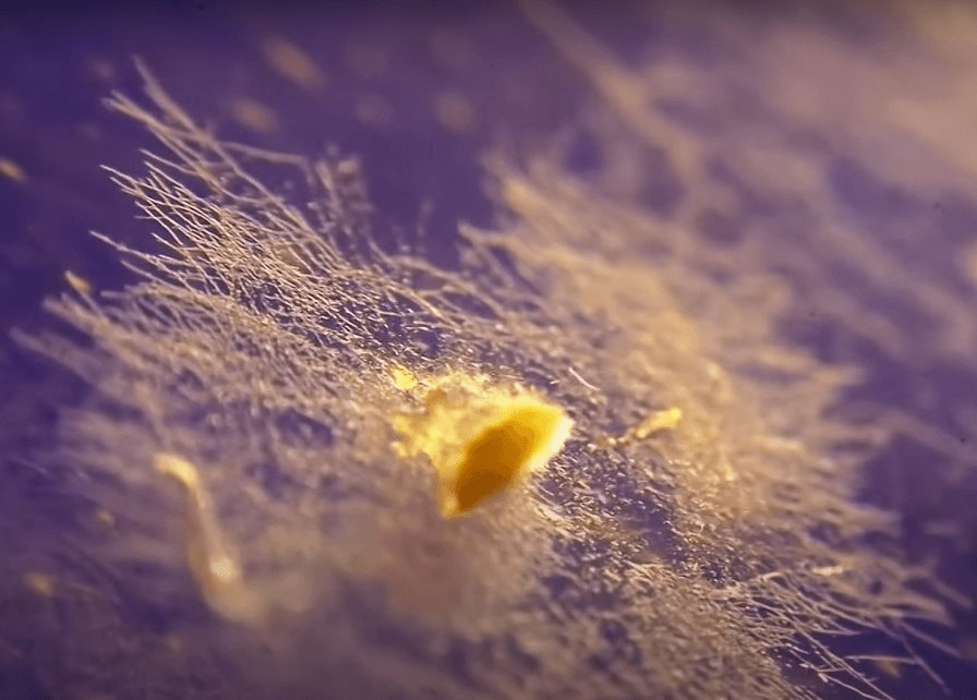 mushroom tissues expanding and forming hair like particles